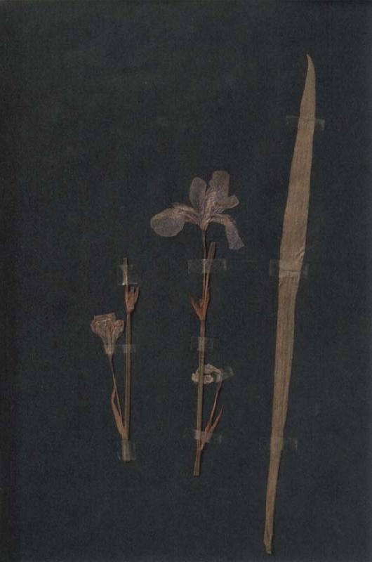 Paul Klee Herbarium Germany oil painting art